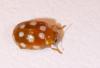 Vibidia duodecimguttata